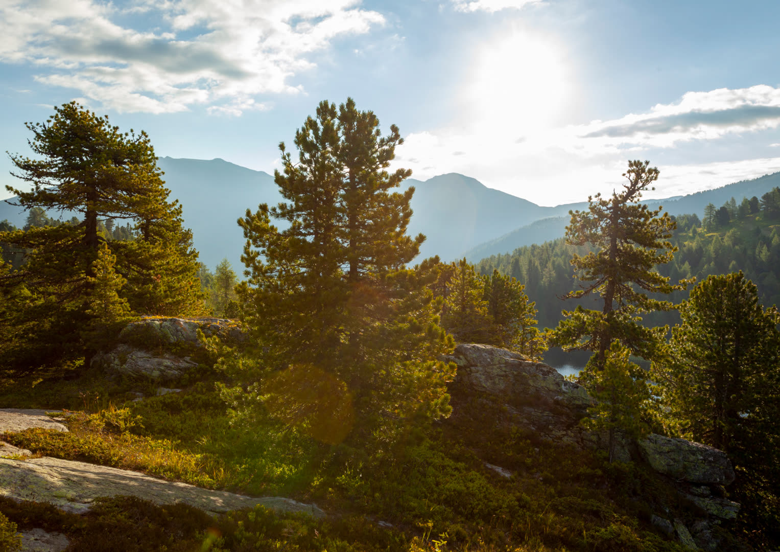 Das Geheimnis der Zirbe