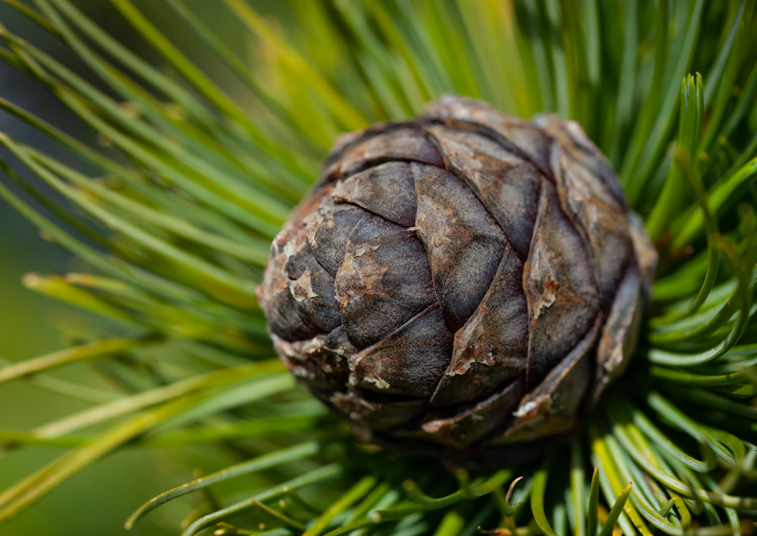 Zirbenholz — natürliches Schlafen mit der Kraft der Zirbe